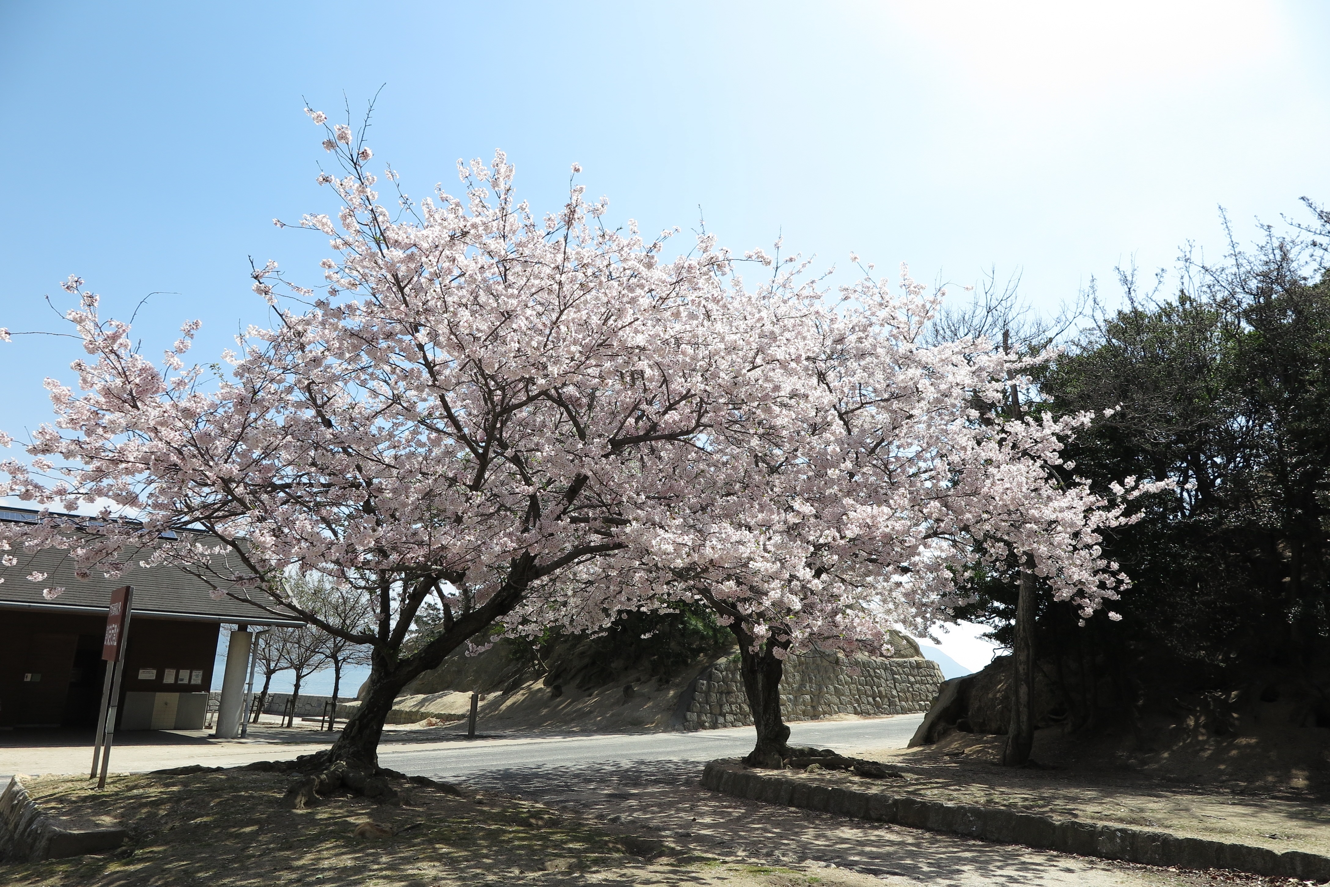 4月の焙煎日のお知らせ