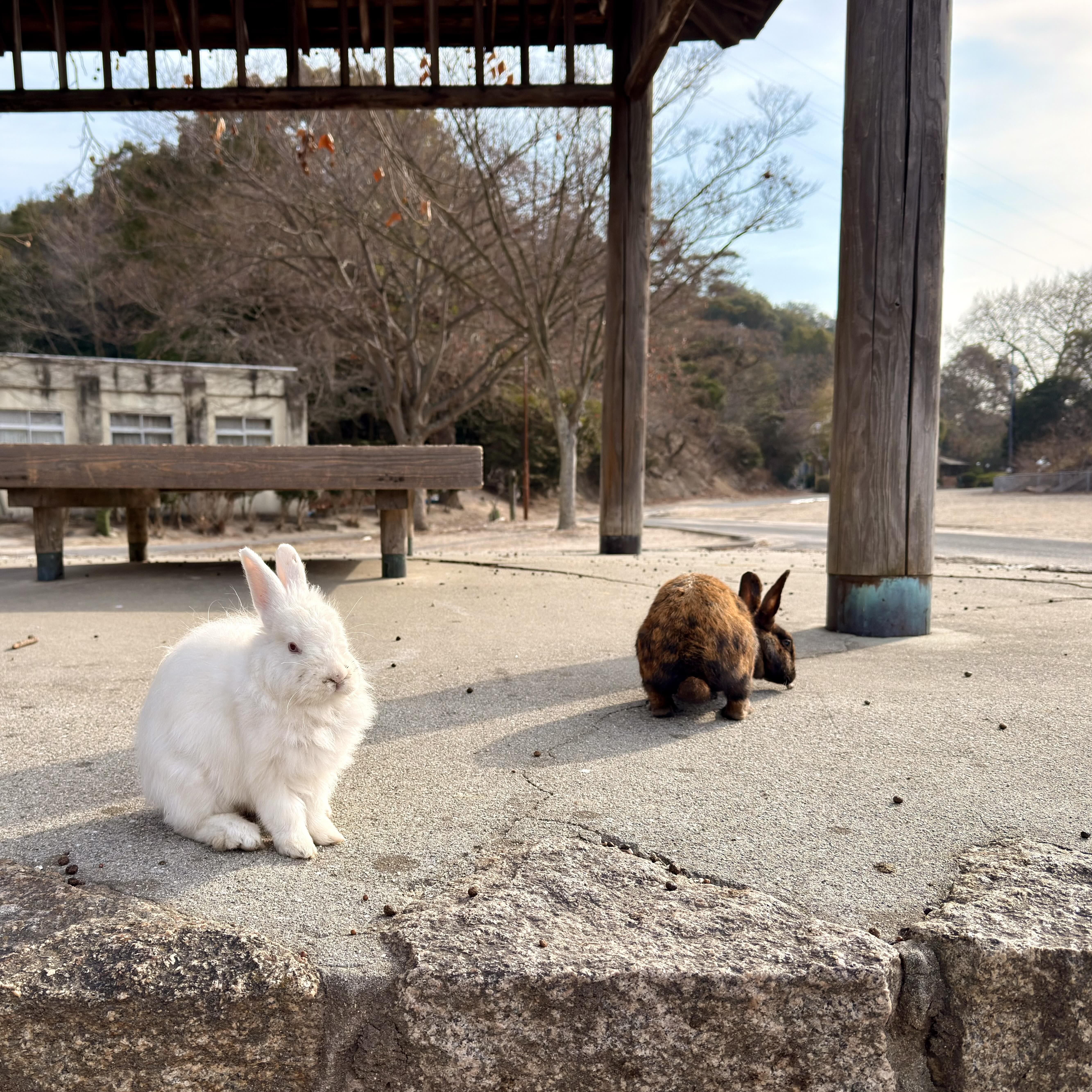 3月の焙煎日のお知らせ