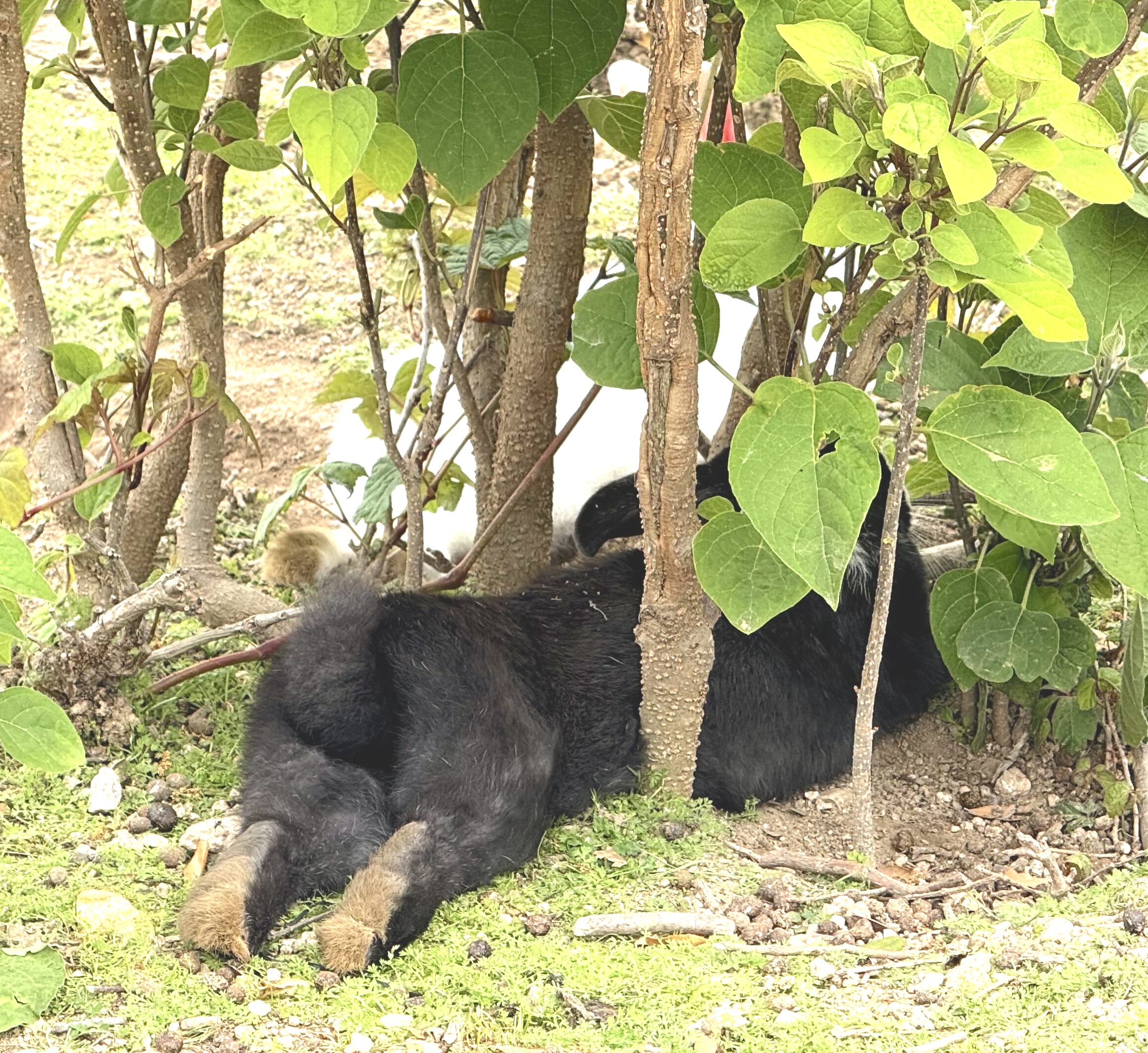 7月の焙煎日のお知らせ