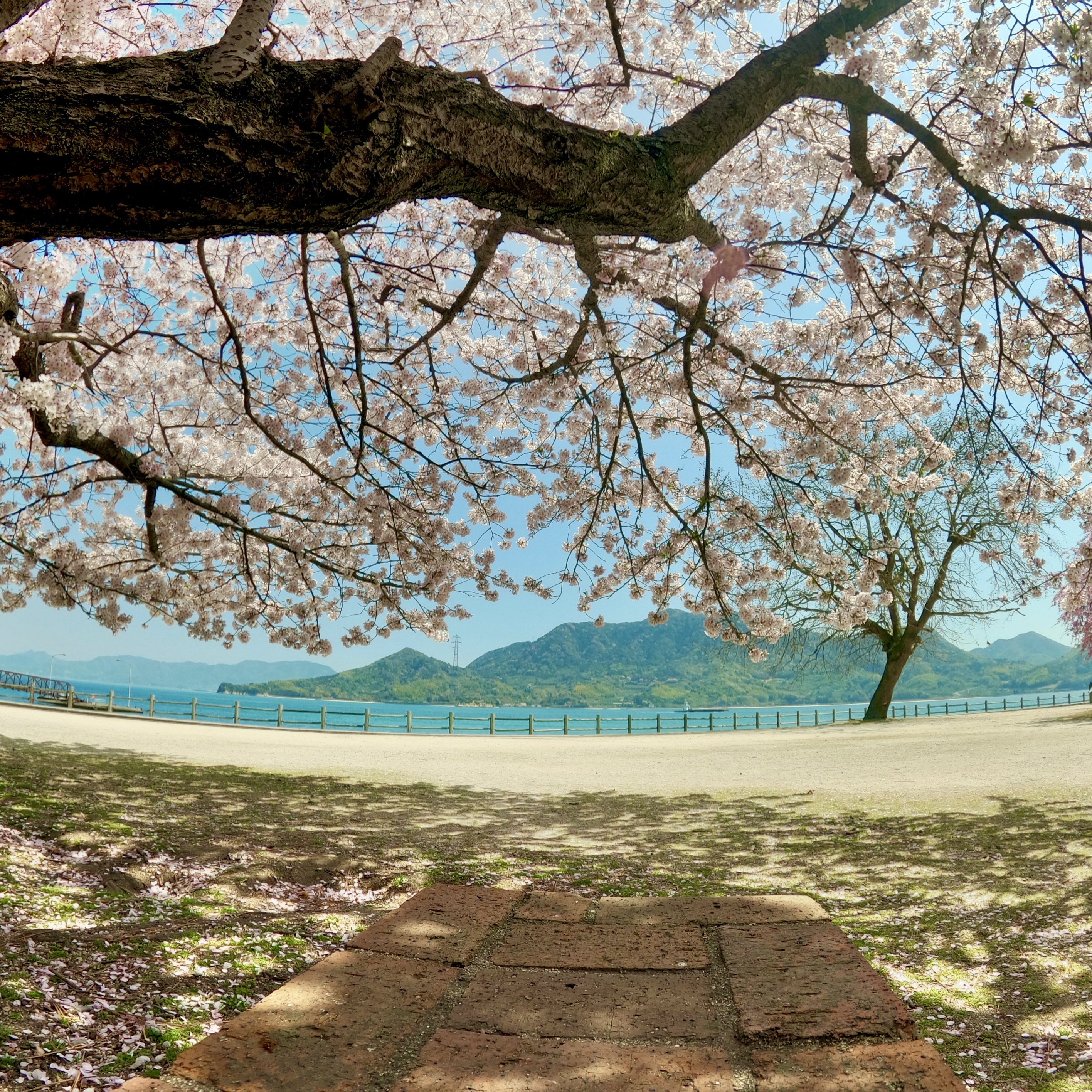 4月の焙煎日のお知らせ