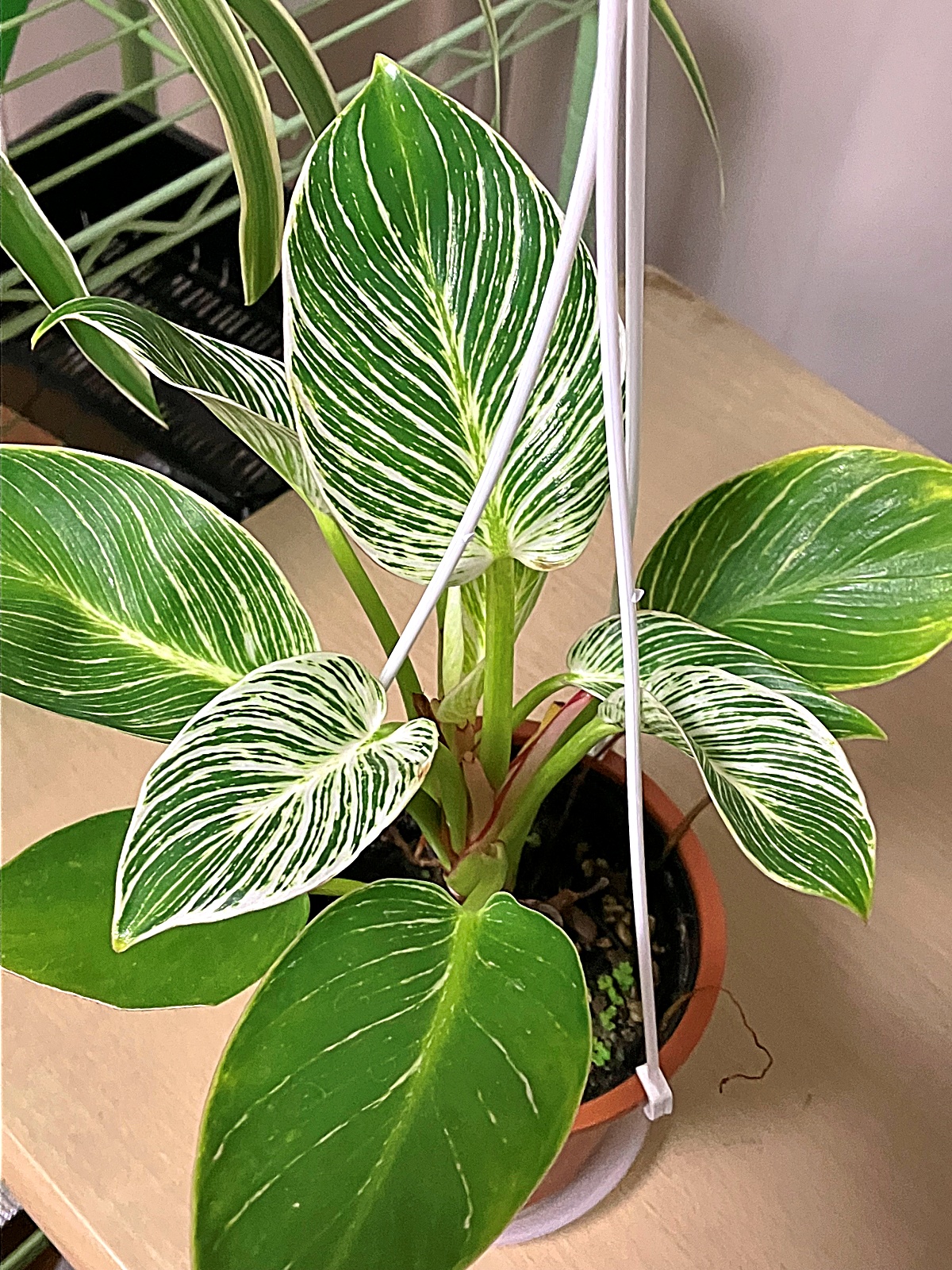 PayIDからだとクーポンが分かりにくい件