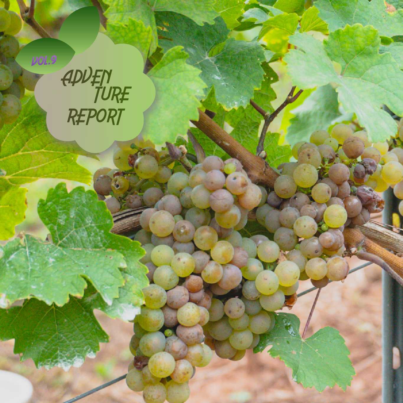 『ぶどう狩りしたよ』