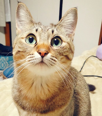 ねこぴず工房について