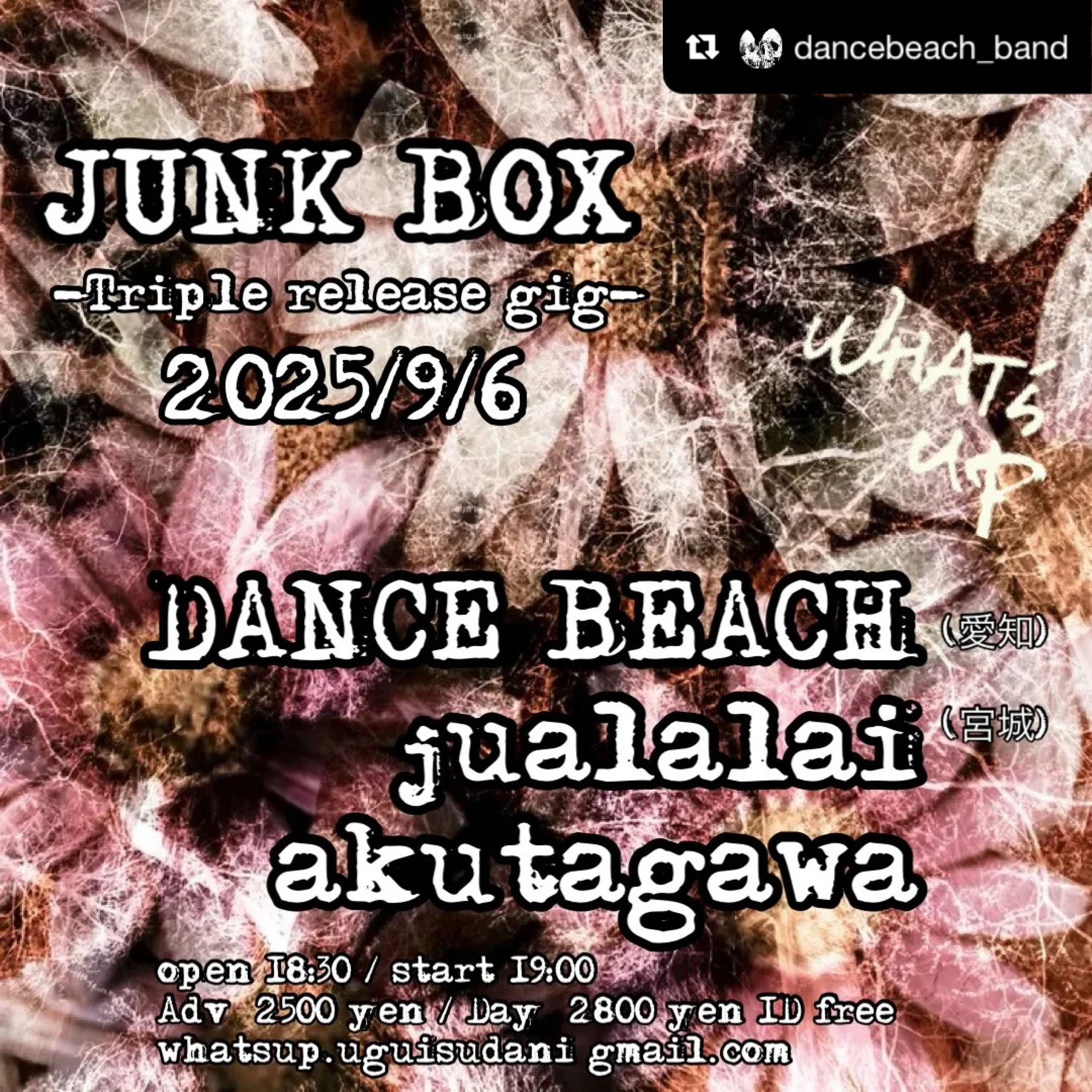 dance beachライブ情報
