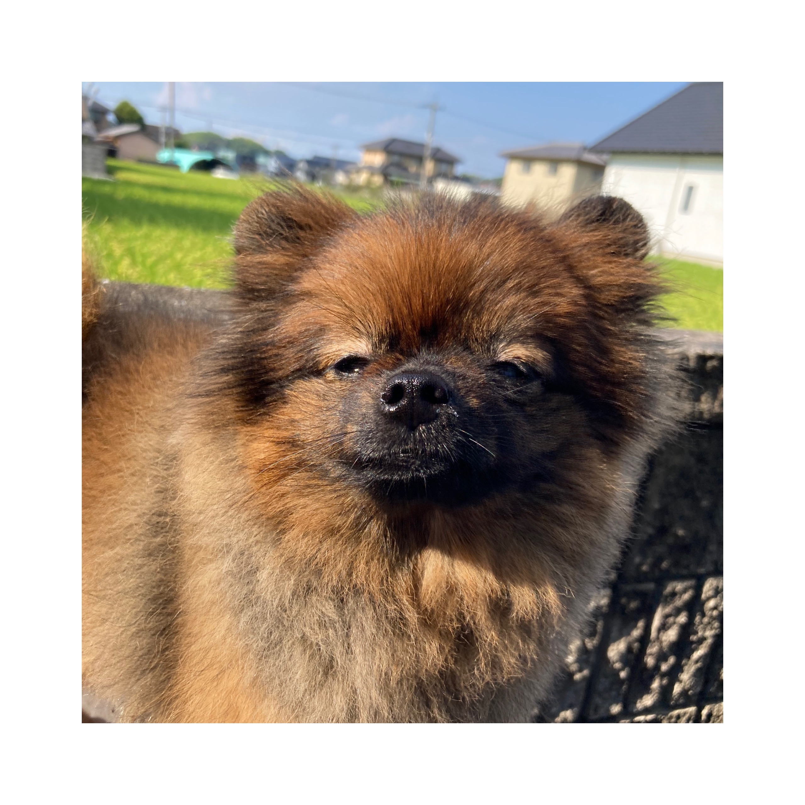 まろんのアレルギーについて 3