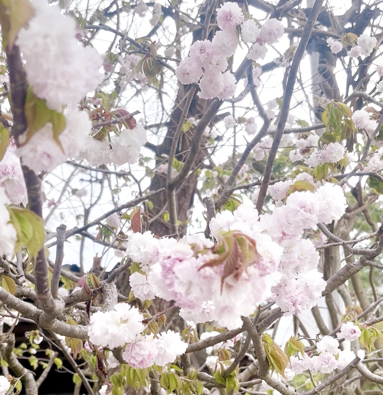 桜が話しかけてきた