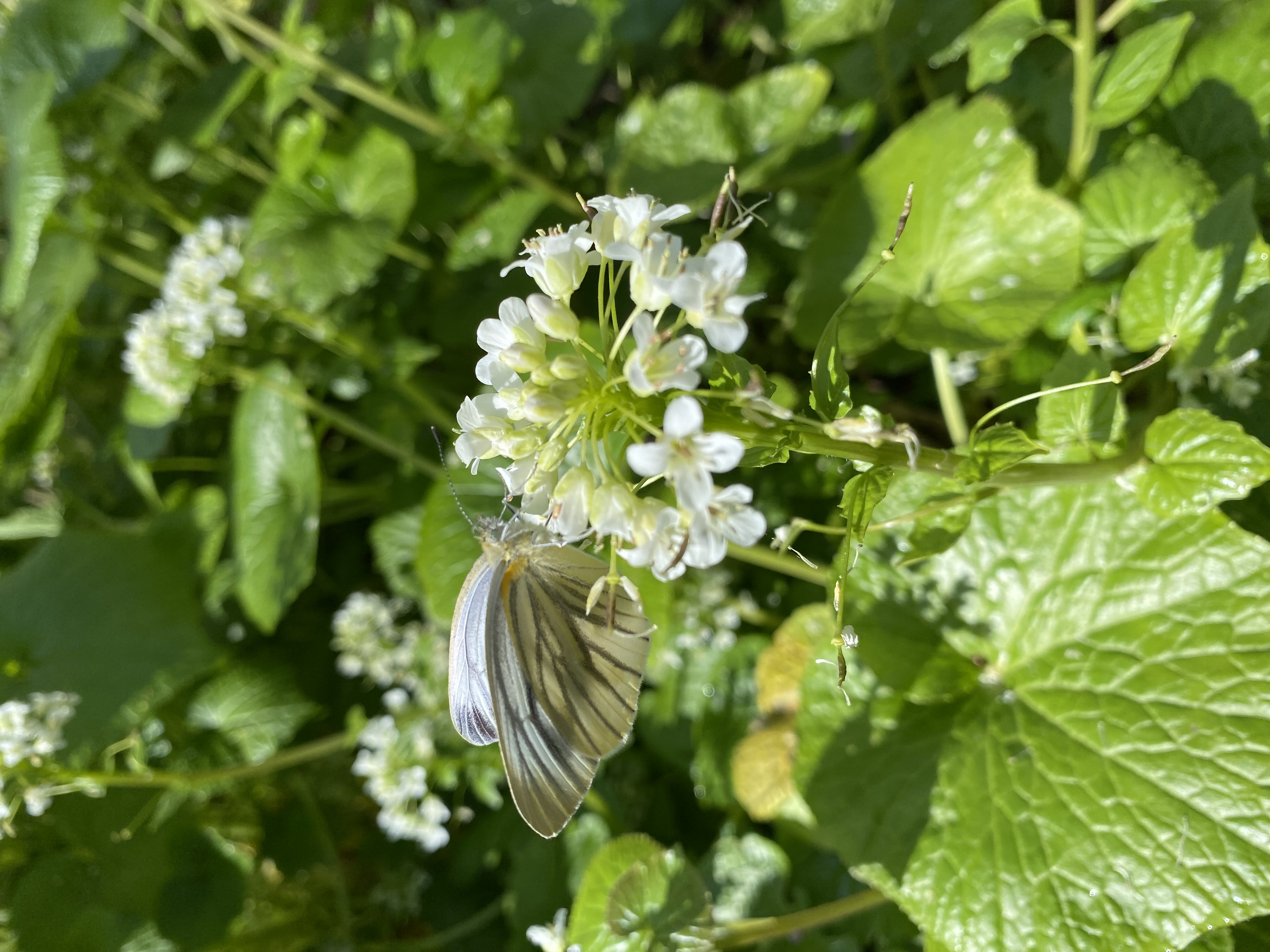 オーガニックわさび【有機JAS認証】について