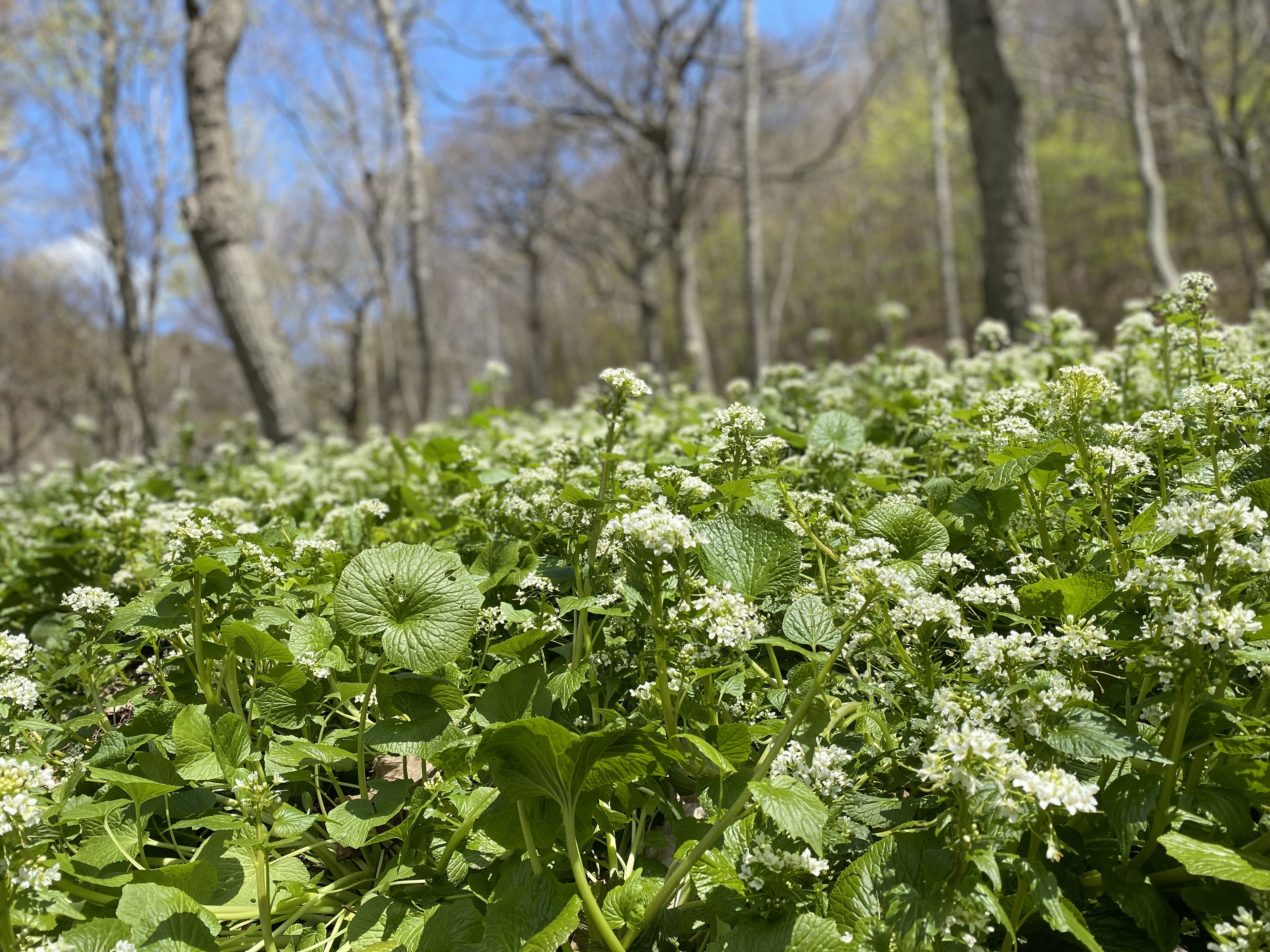 ベジタリアン・ヴィーガンにこそ『花わさび』