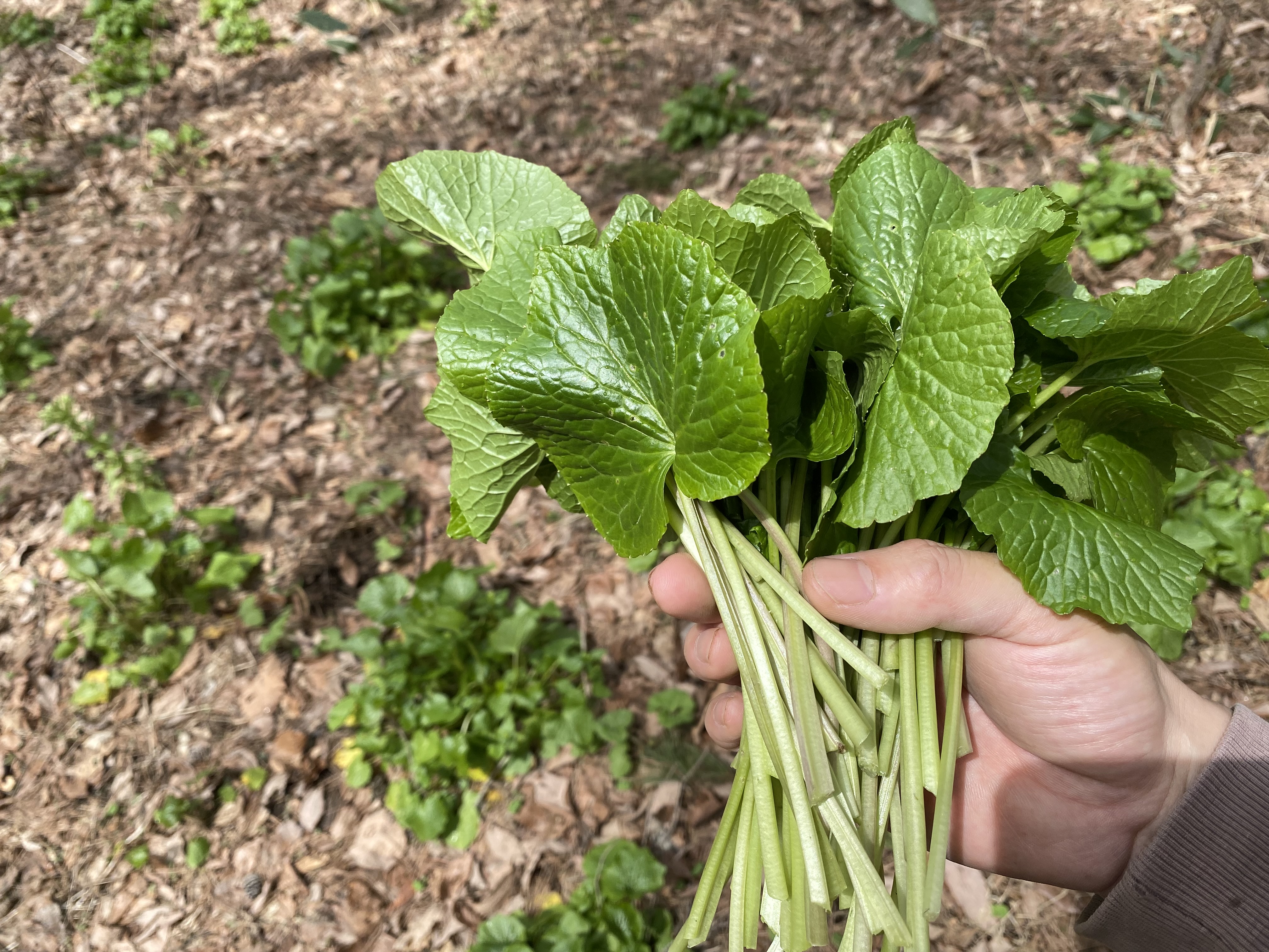 葉わさびを初めて販売してみた