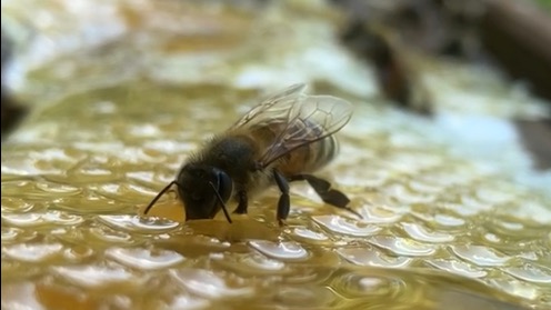 抗生物質は使ってません!