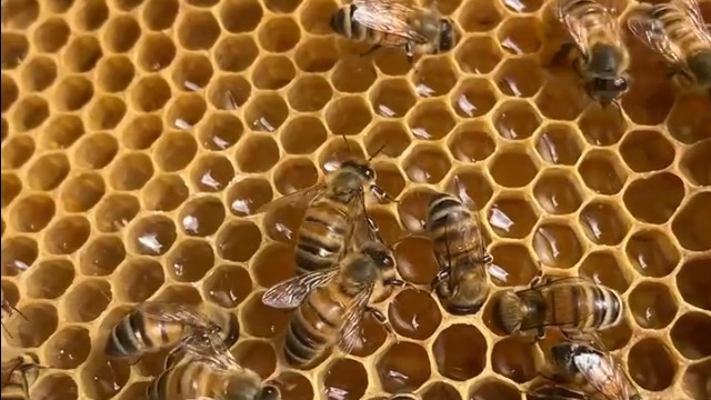 自然巣で飼ってます!