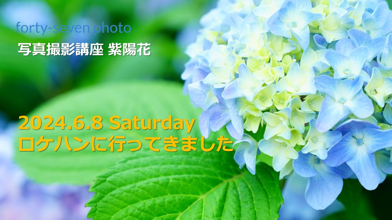 紫陽花 ロケハンに行ってきました。