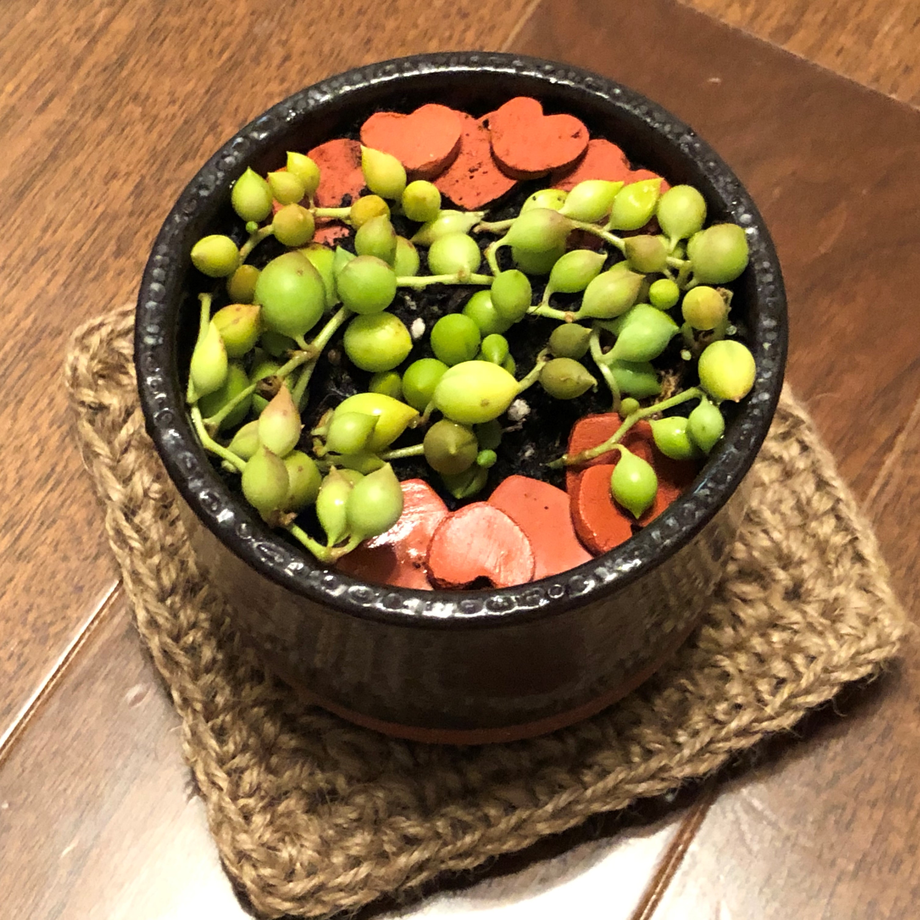 グリーンネックレスのミニ鉢を作りました