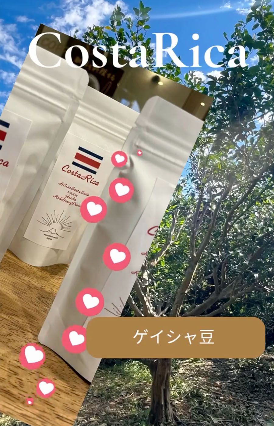 コスタリカ🇨🇷ゲイシャ豆