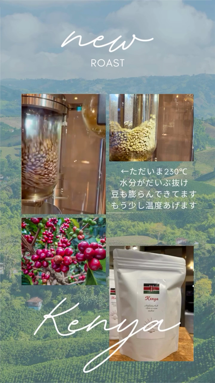 🇰🇪ケニア産コーヒー豆☕️