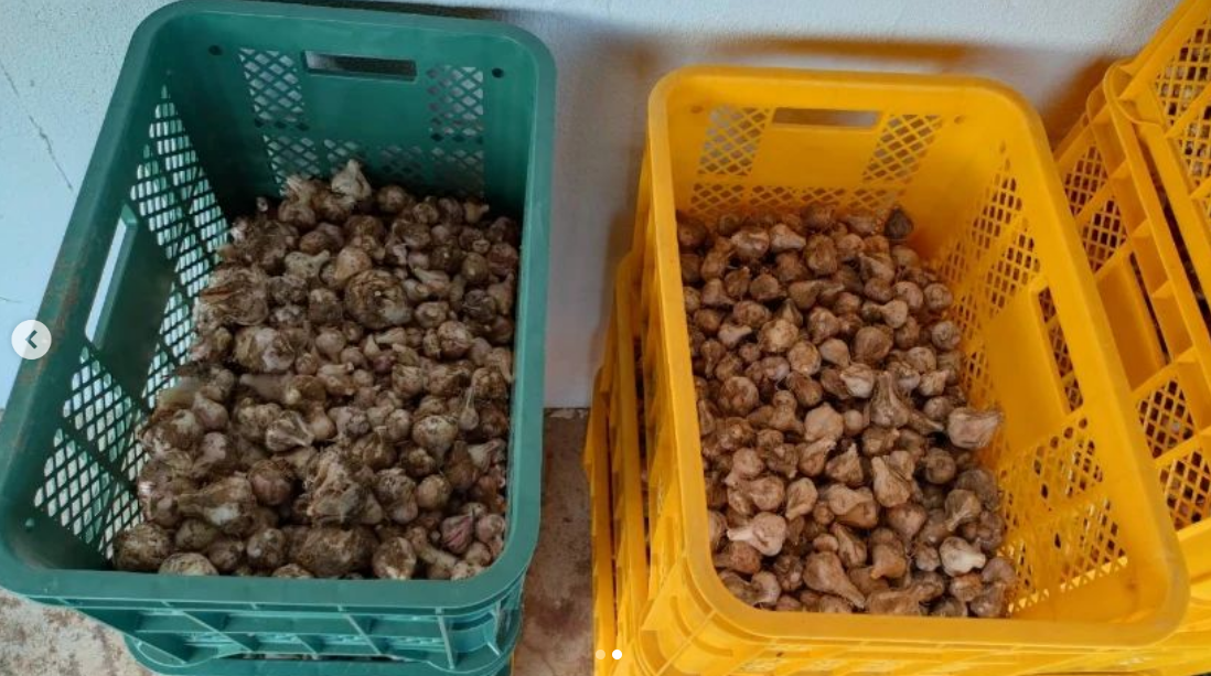 にんにくの収穫が終わりました