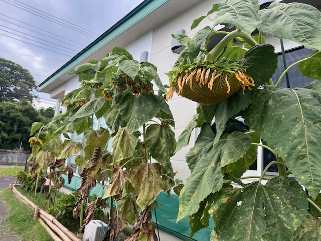 夏の終わり～！！！