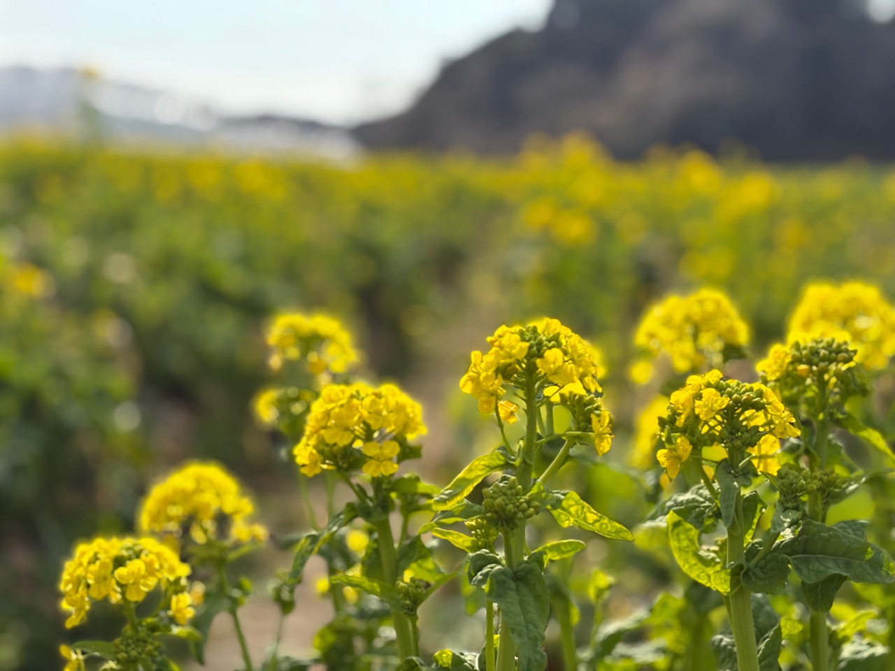 この暖かさはキツイ…