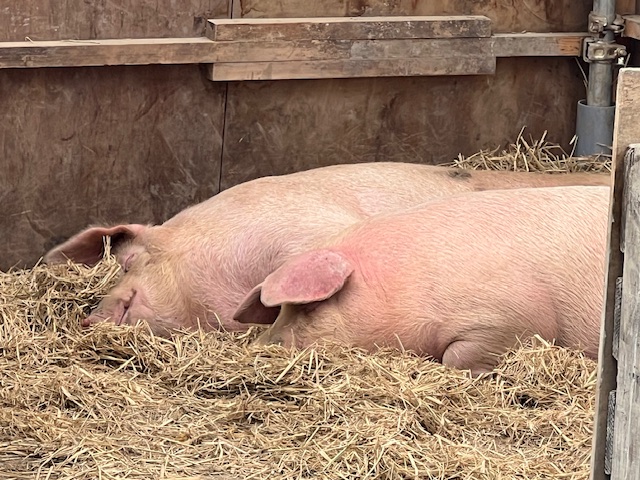 新たに愉快な仲間たちが！