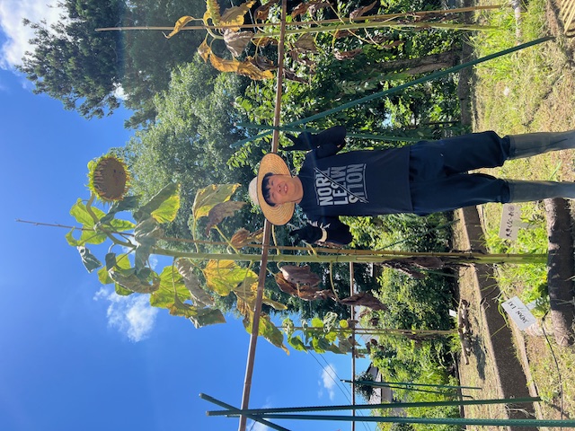 このひまわりの名前はわかりますか?