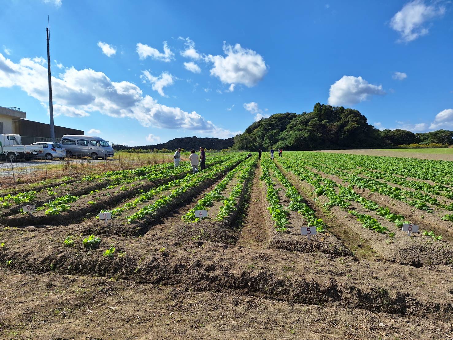 農福連携菜花プロジェクト2023-24シーズン　管理〜収穫