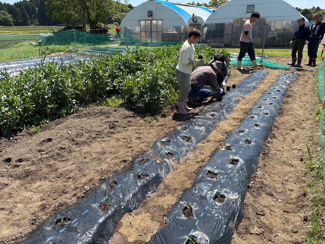 夏野菜！！！
