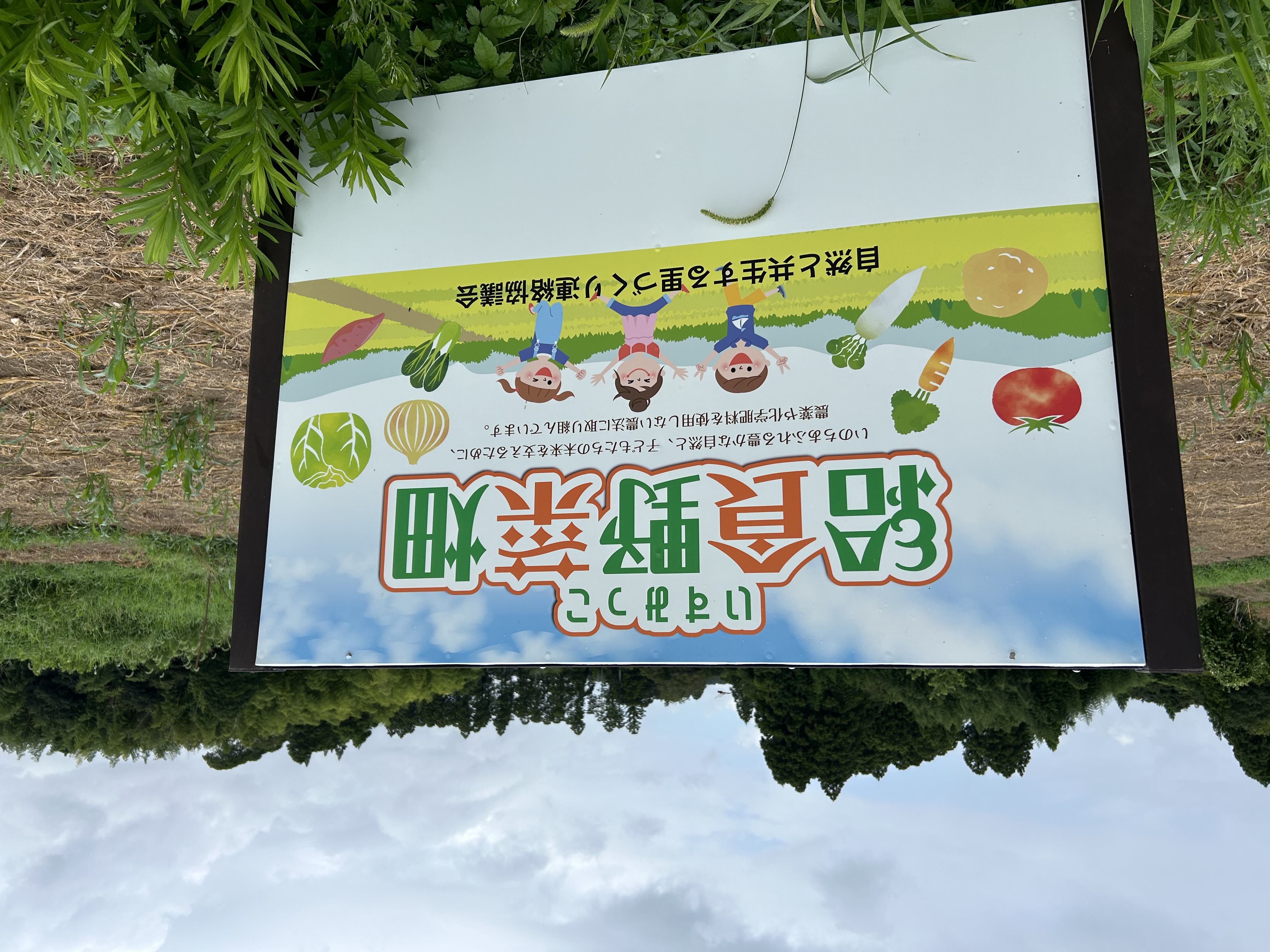 有機野菜です！