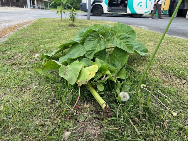 ド根性ヒマワリ!!!