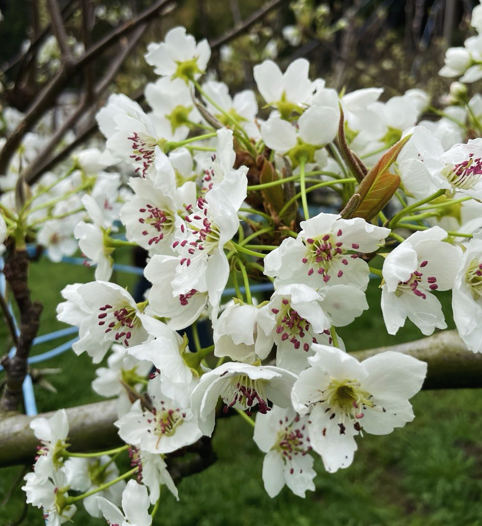 梨の花（農福連携）