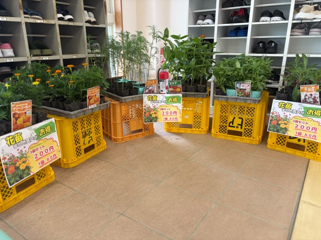花苗を販売!!!