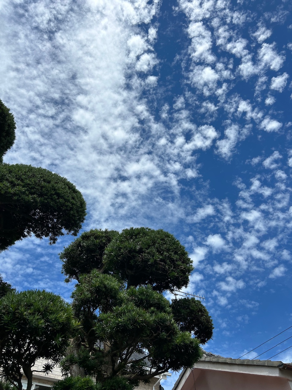 夏…