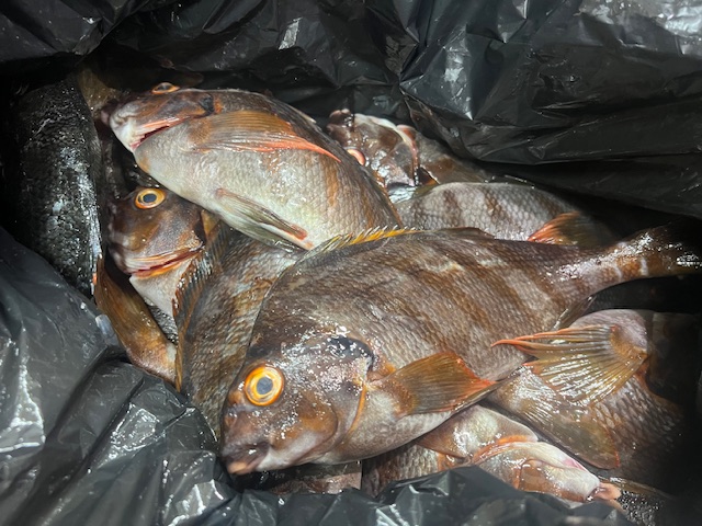 新鮮な魚！！！