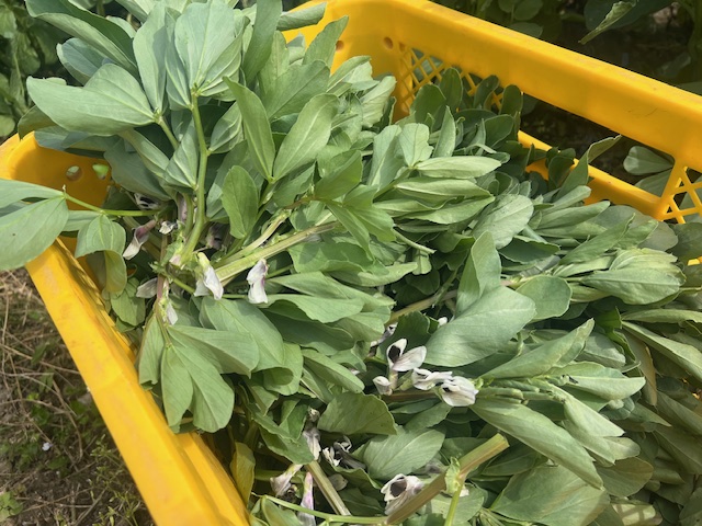 野菜たちも着実に・・・！！！