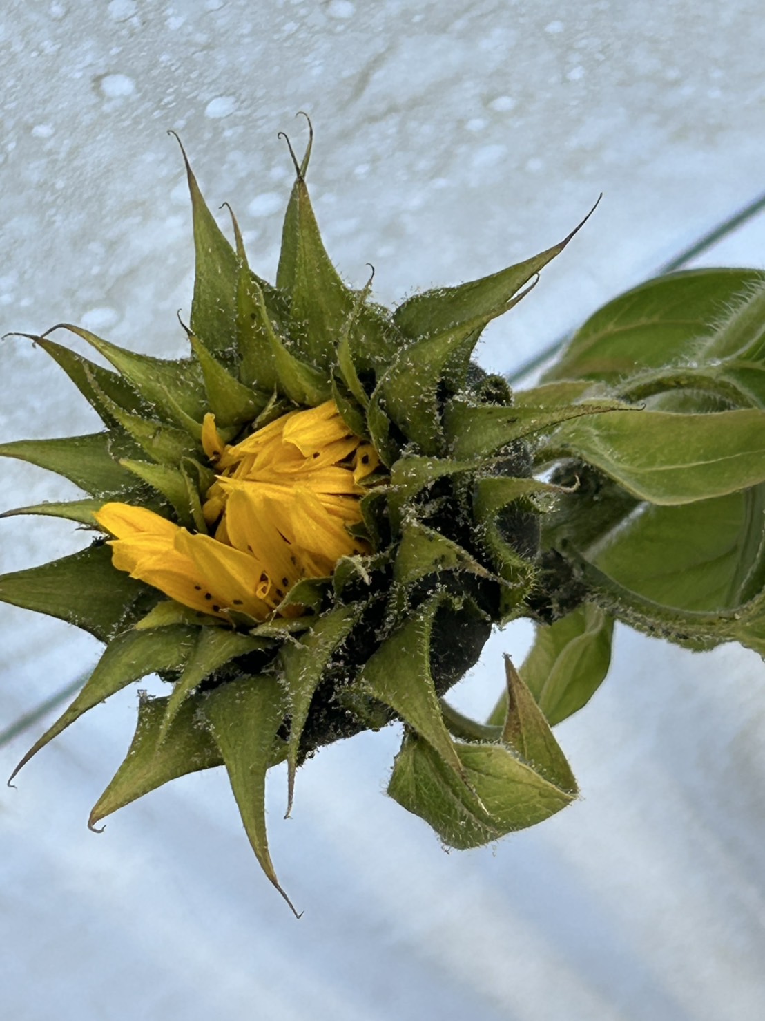 ド根性ヒマワリ!!!