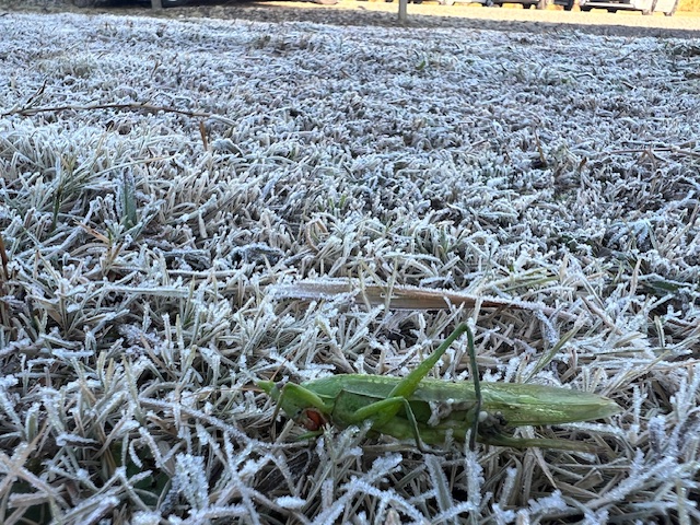 ありとキリギリス!!!