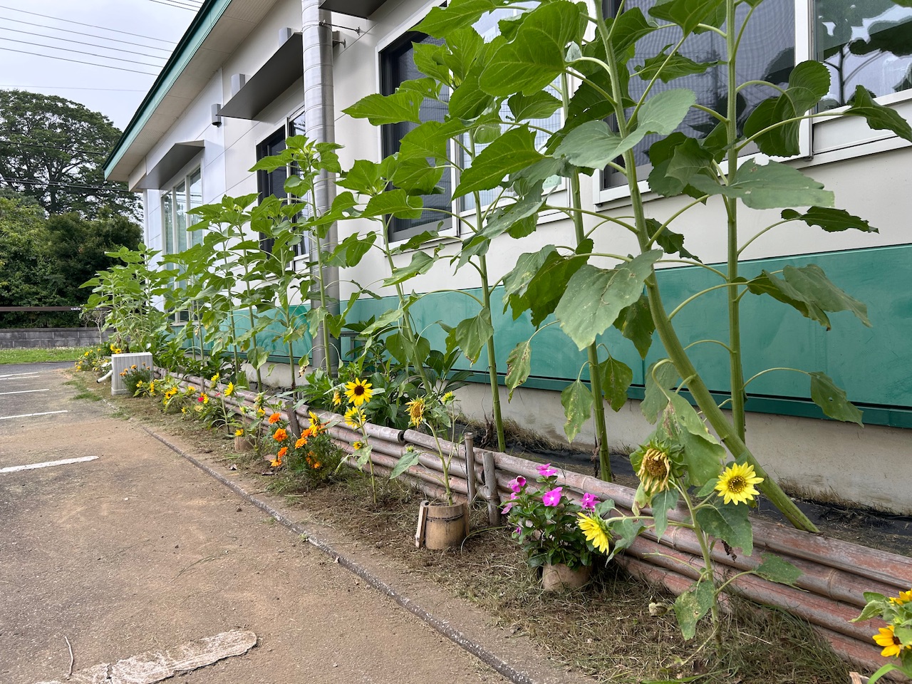 草伸びるの早い…