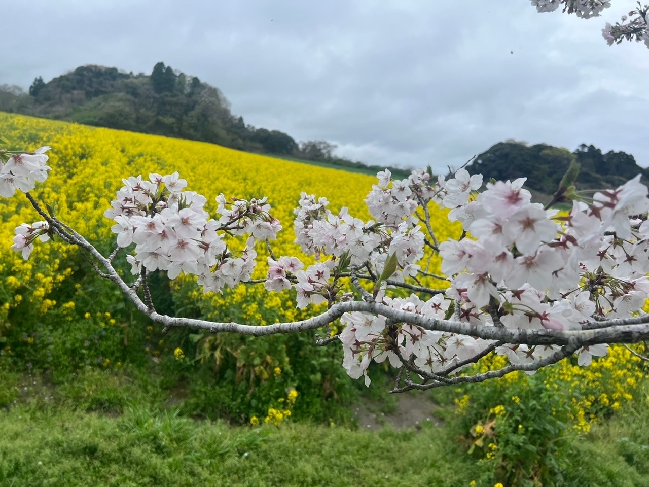 田舎暮らし！　ピア宮敷のあるいすみ市！