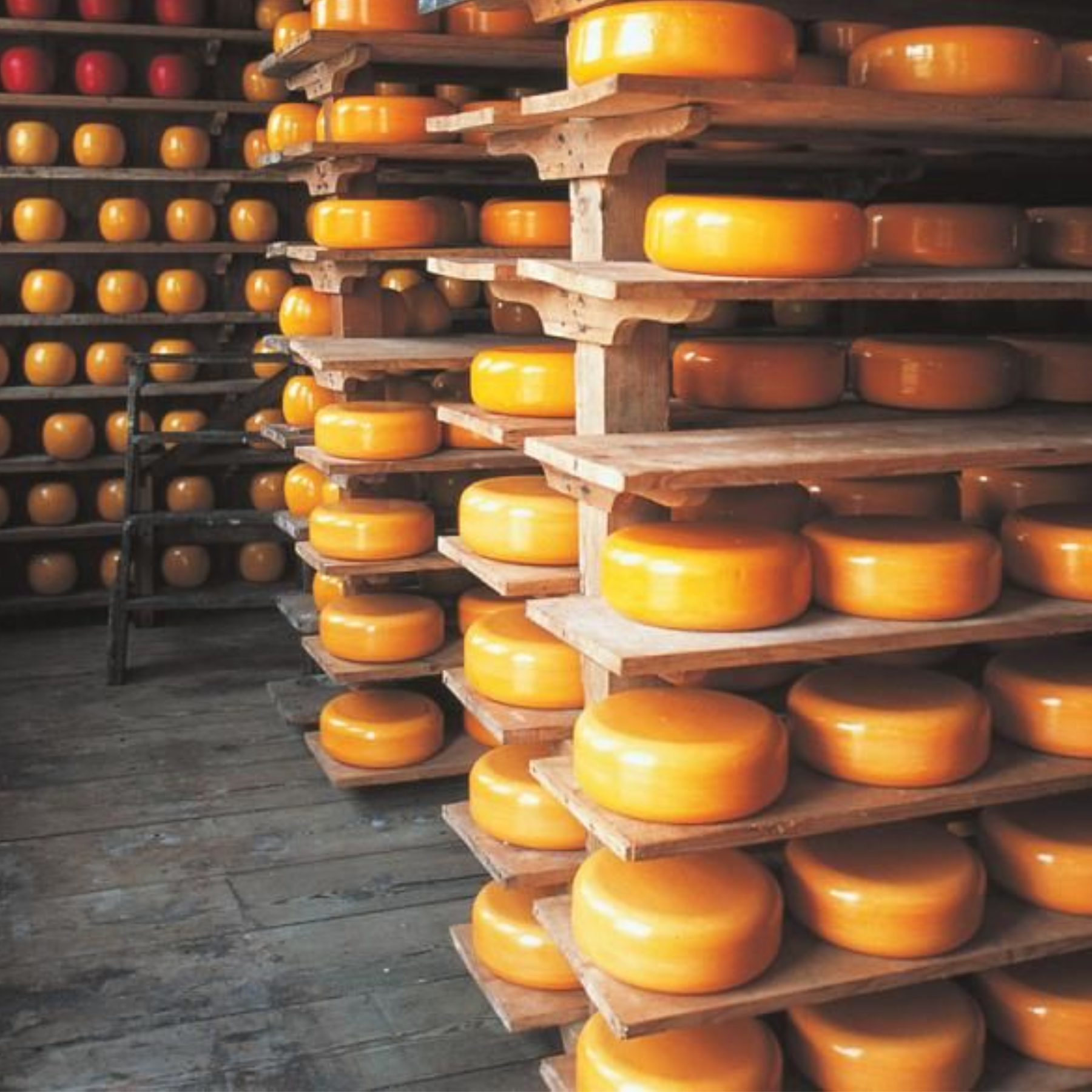 ゴーダチーズとは?熟成で変わる味と香り、そして“食べ頃”の秘密