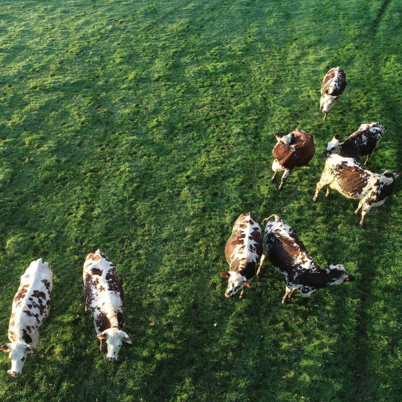 なぜ「グラスフェッド」が選ばれるのか。 チーズの味を変える、牧草飼育という小さなこだわり。