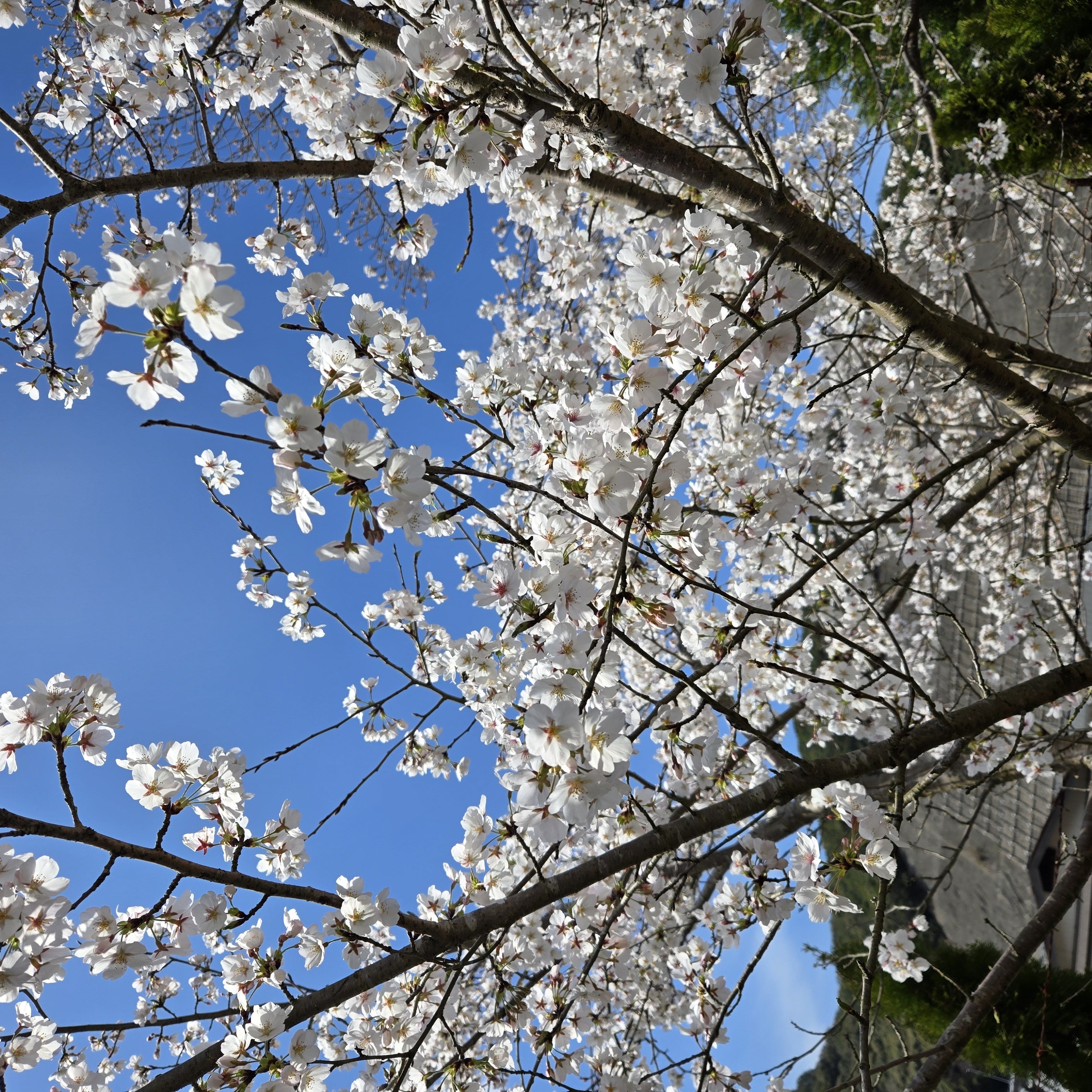 桜まつりと楽しむコーヒータイム