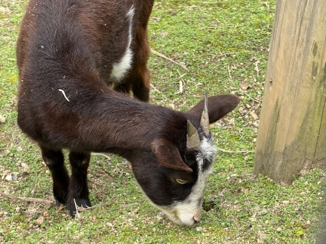コーヒーの歴史：いつから飲まれているの？