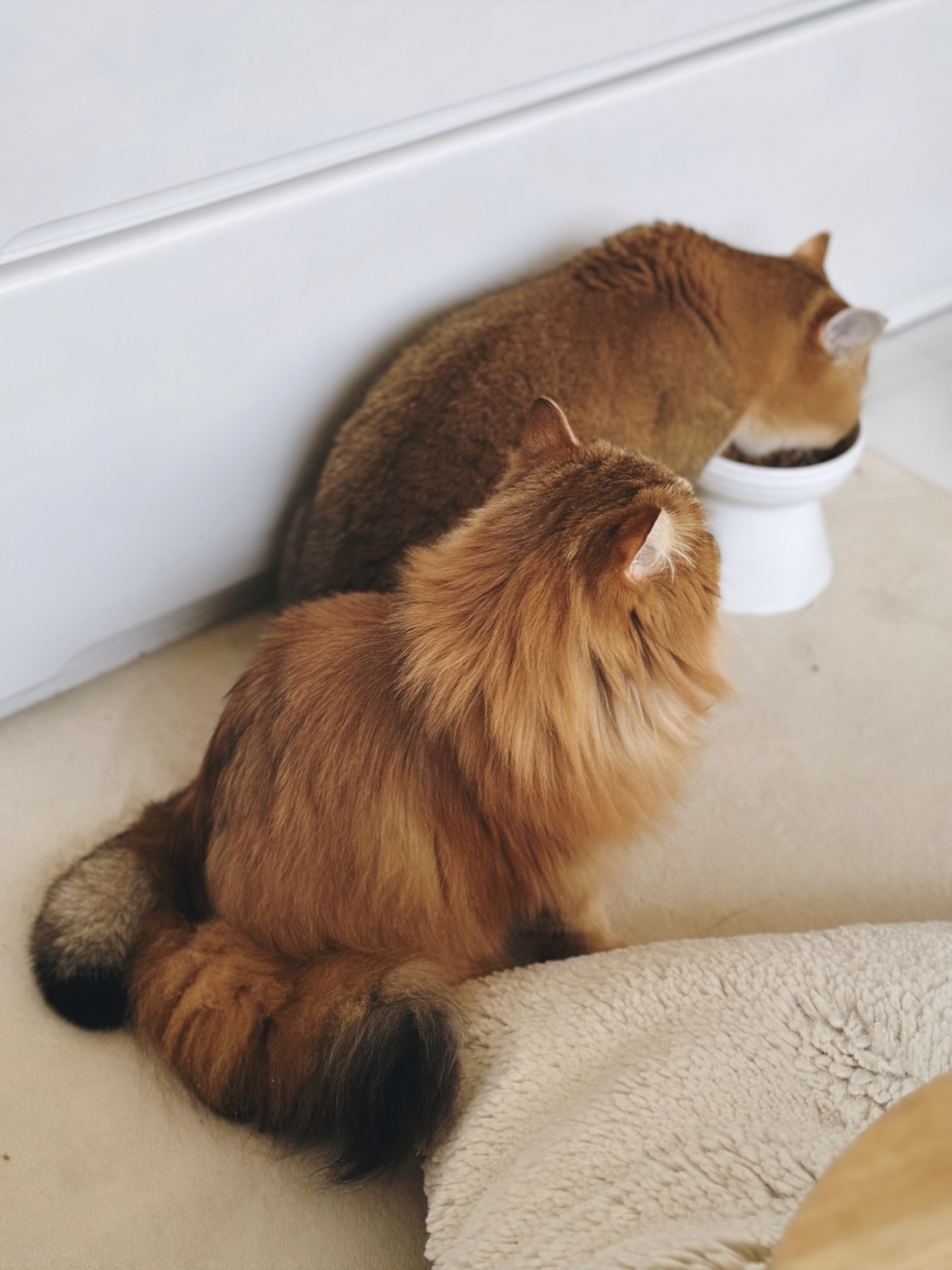 朝ごはんのルール
