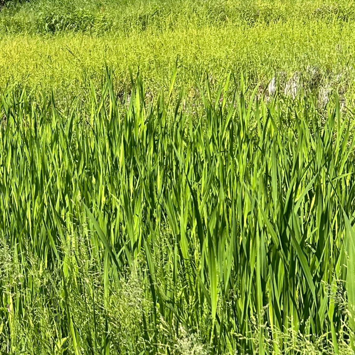 ビダクリーム(マコモいり)ってどんなの?