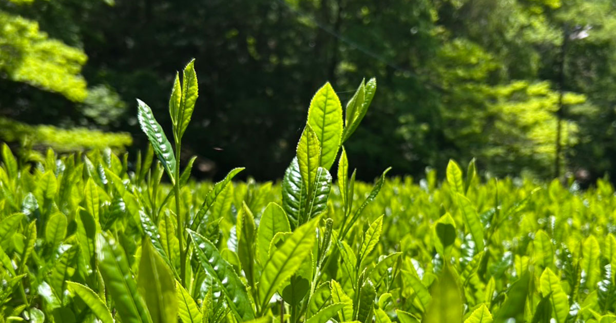 2025年 新茶の販売を始めました