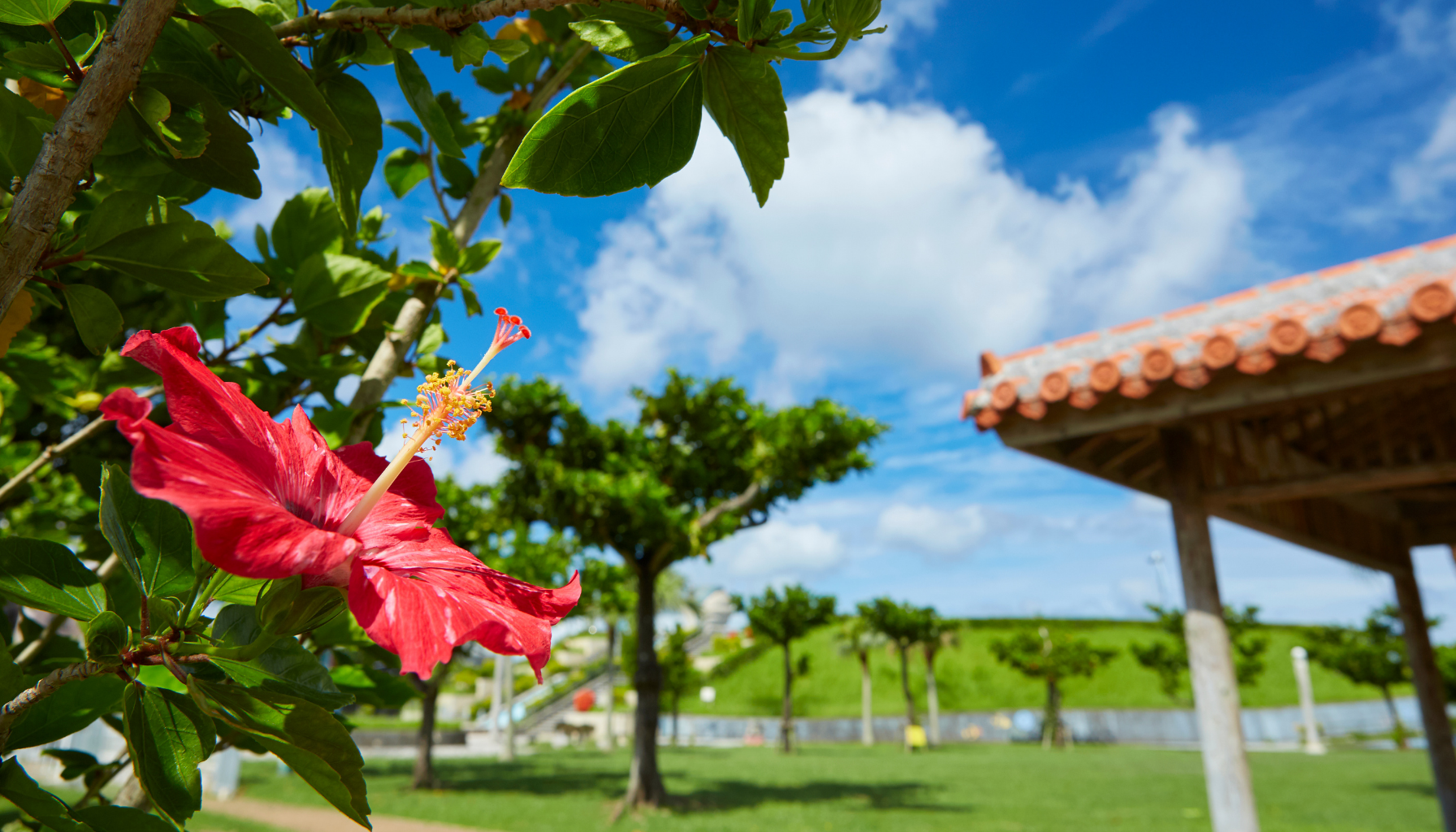 沖縄県の長寿の秘密とは？沖県の食材の魅力を徹底解説！