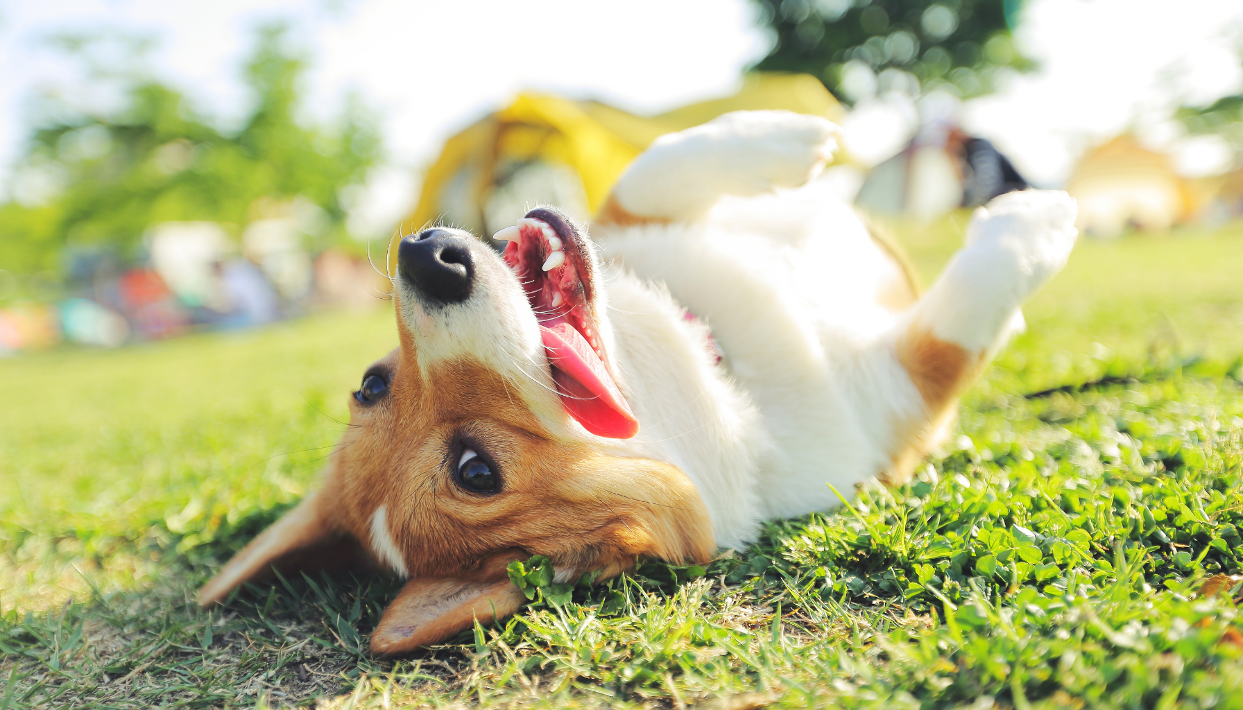 冬の乾燥・皮膚トラブルからワンちゃんを守る|優しさにこだわった犬用石けん