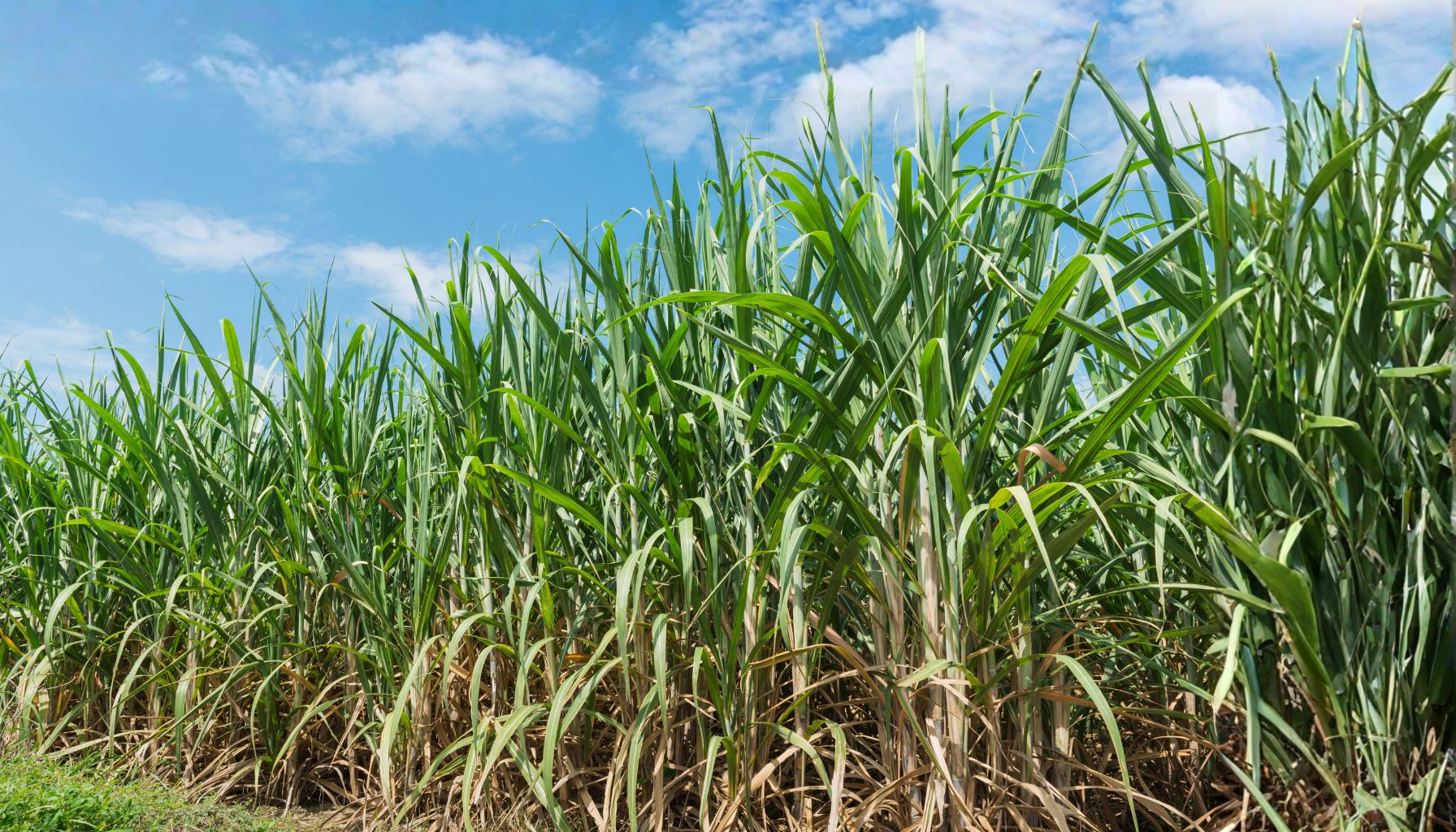沖縄県産のさとうきびだけを搾った「くちどけ黒糖かなさ」