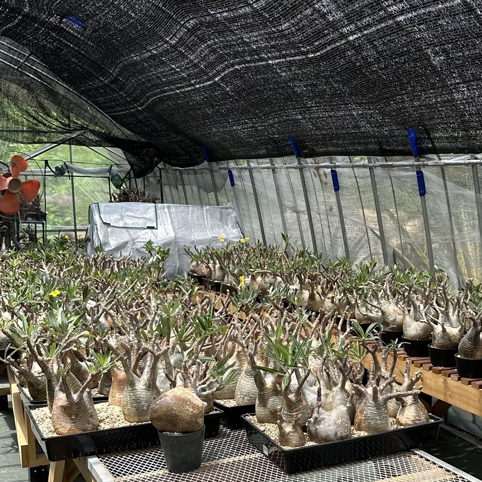 弊社が取り扱うパキポディウムグラキリスについて