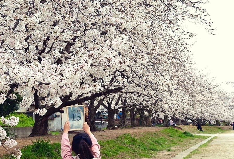 桜。