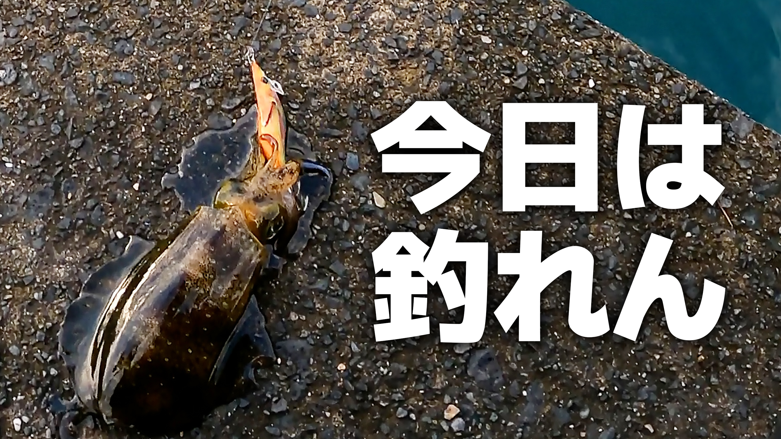 ウルメが釣るチャンネルの登録者数が ”5000人” を超えました!!